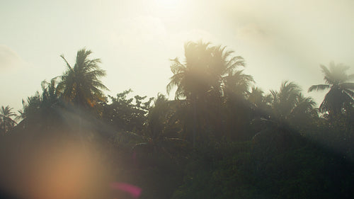 Sunrise light through tropical palm trees with lens flare