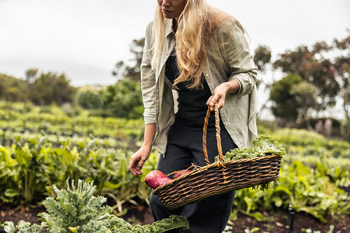 Female farmer picking fresh vegetables from an organic garden