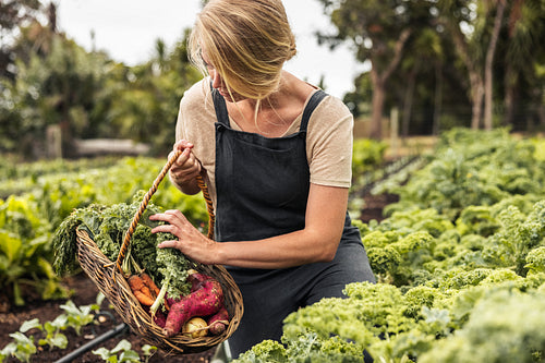 Picking fresh vegetable produce