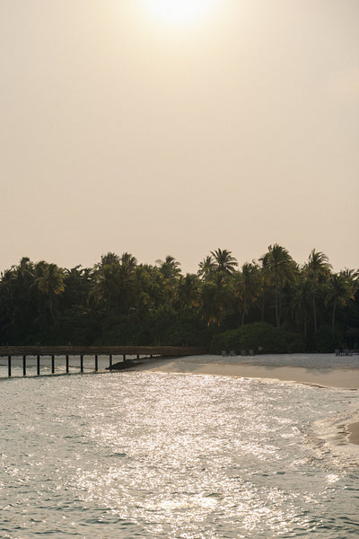 Serene tropical shore at sunset with a tranquil ocean and lush palm trees