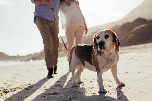 Dog walking on the beach with couple