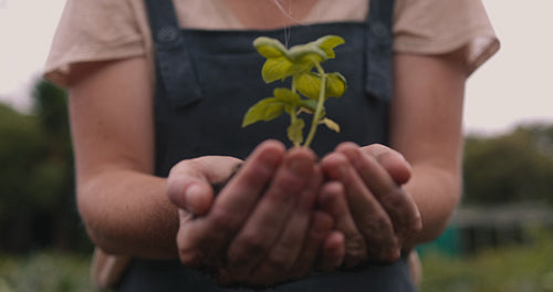 Cheerful organic farmer holding a plant growing in soil
