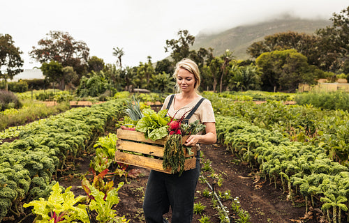 Cheerful organic farmer holding a box with fresh vegetables
