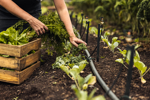 Anonymous female farmer picking fresh green vegetables