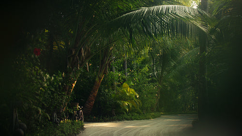 Tropical island resort path in morning light surrounded by lush green palm trees