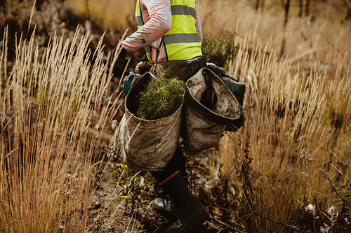 Forester with bag full of pine seedlings
