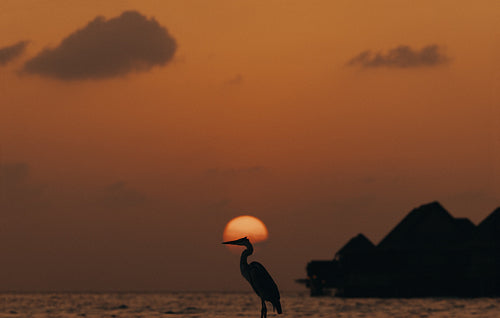 Silhouette of a water bird at sunset on a tranquil island