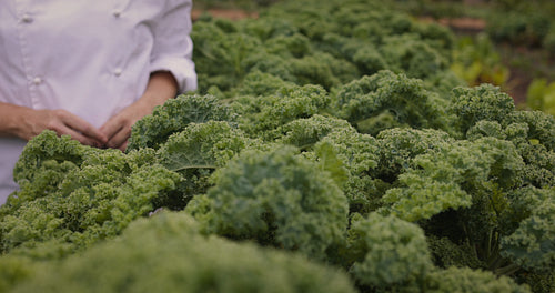Chef picking fresh kale on a vegetable garden