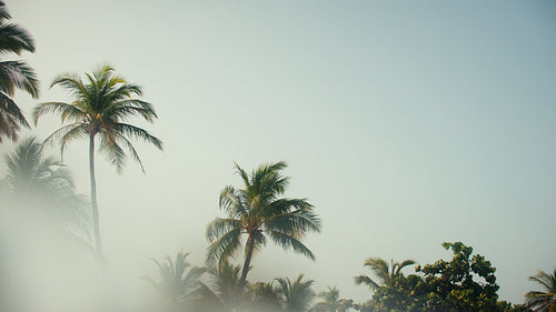 Tropical palm trees with lens distortion effect under morning sunlight