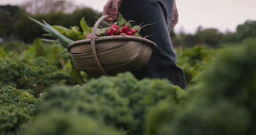 Farmer carrying a basket of freshly picked vegetables