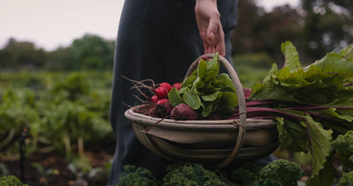 Organic farmer carrying a basket of freshly picked vegetables