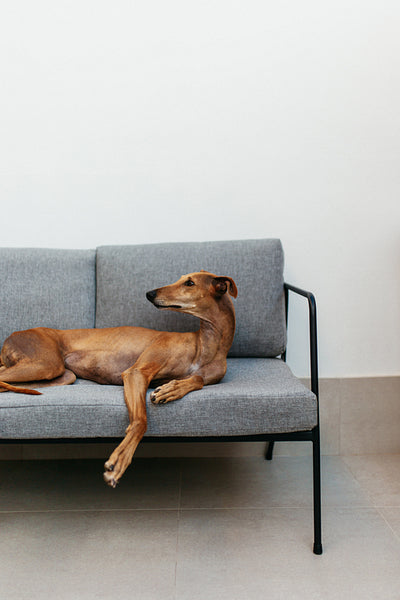 Adorable dog lying on a couch indoors at home