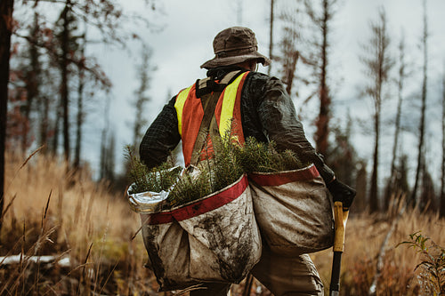 Tree planter working in forest