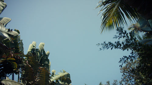 Lush tropical palm trees and green foliage against a vibrant blue morning sky