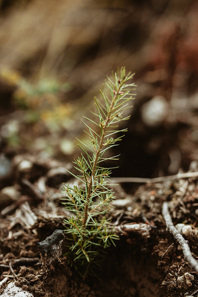 Reforestation of burned down forest