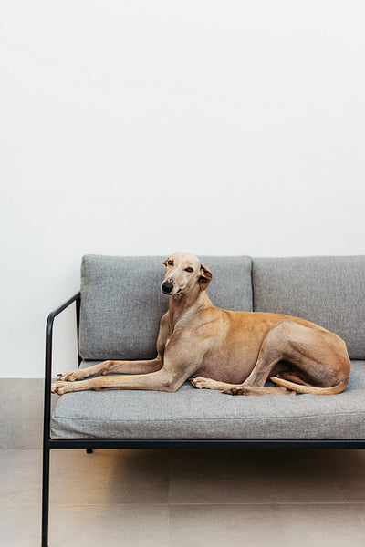 Greyhound dog relaxing on a couch indoors