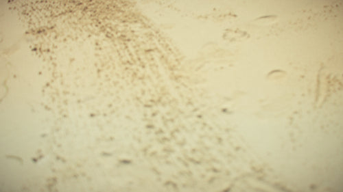 Family on tropical beach participates in coral restoration project for ocean sustainability