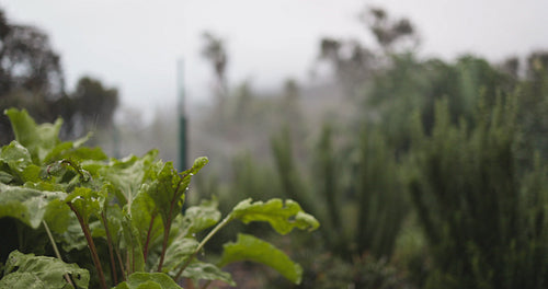Water sprinklers spraying over beetroot crops in a garden