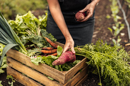 Anonymous farmer arranging freshly picked vegetables into a crate