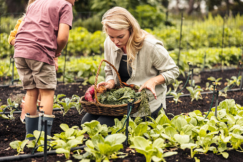 Harvesting fresh organic vegetables