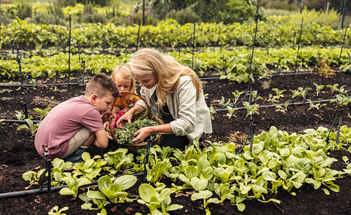 Harvest season on an organic farm