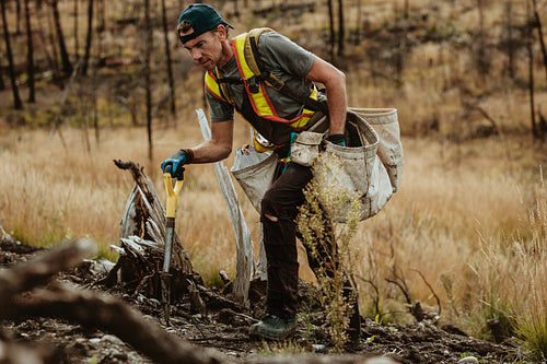 Forester planting new sapling in deforested area