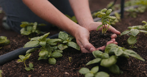 Female farmer’s hands holding a plant growing in soil