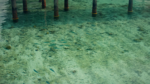 Small fish swim gracefully in crystal clear ocean water under a wooden pier