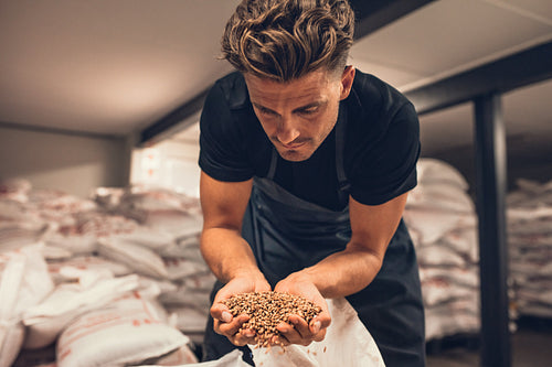 Master brewer checking the barley seeds