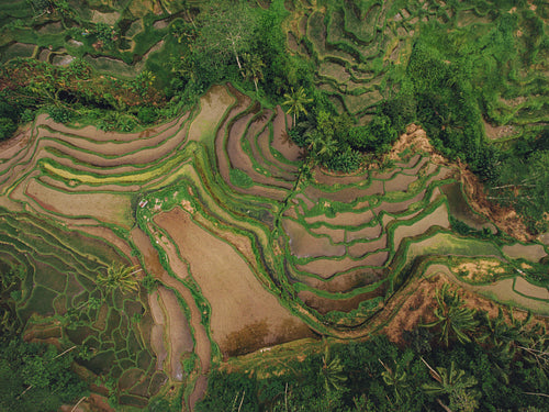Rice paddy terraced fields