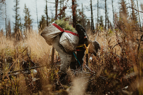 Forester in the forest working on sustainable afforestation