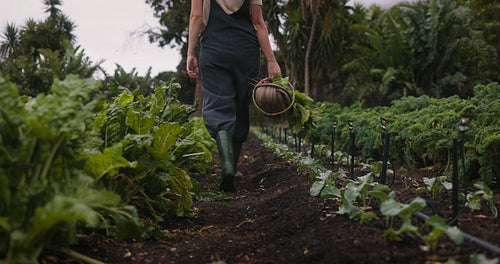 Rearview of a farmer carrying a basket full of vegetables