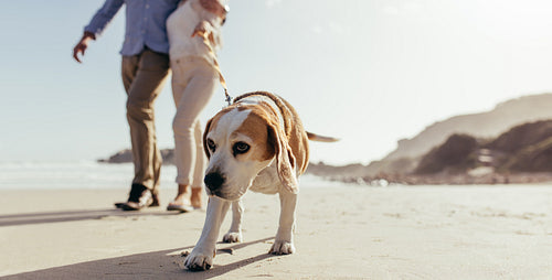Dog morning walk at beach with owner