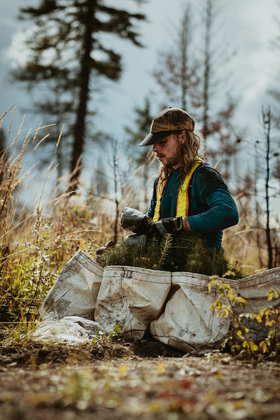 Forest worker with pine seedling for reforestation